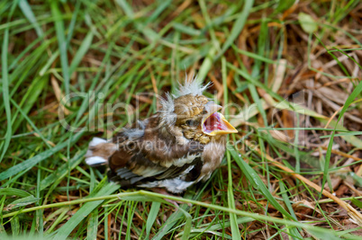 Chaffinch chick fallen from the nest, the little fledgling baby bird in the grass