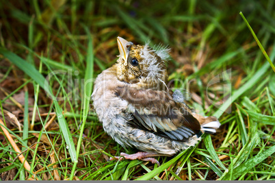 Chaffinch chick fallen from the nest, the little fledgling baby bird in the grass