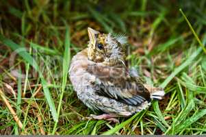 Chaffinch chick fallen from the nest, the little fledgling baby bird in the grass