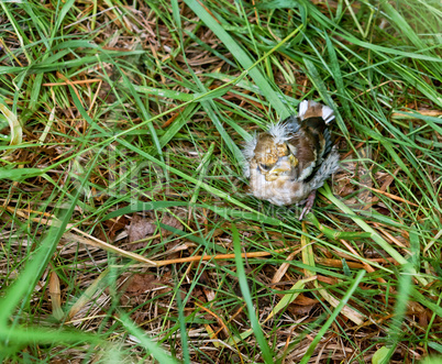 Chaffinch chick fallen from the nest, the little fledgling baby bird in the grass
