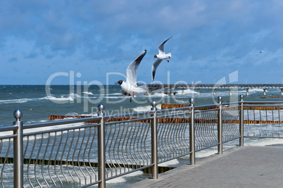 seagulls fly over the sea, troubled sea, waves and seagulls at the Baltic sea, Russia, Kaliningrad