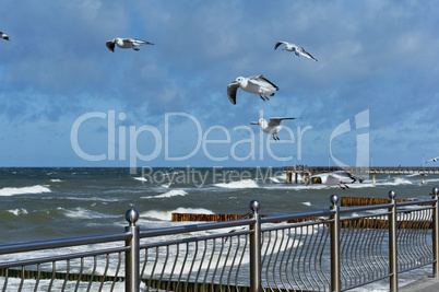 seagulls fly over the sea, troubled sea, waves and seagulls at the Baltic sea, Russia, Kaliningrad
