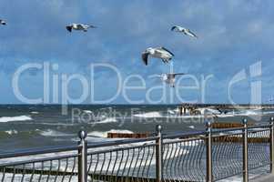 seagulls fly over the sea, troubled sea, waves and seagulls at the Baltic sea, Russia, Kaliningrad