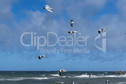 gulls, sea, wind, waves, boardwalk, pier, freedom, fresh