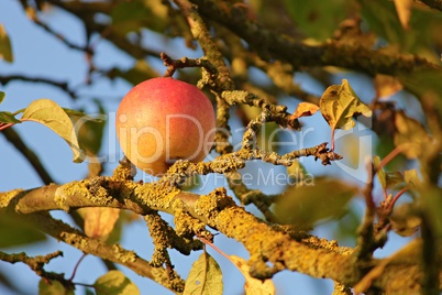 frischer Apfel am Baum