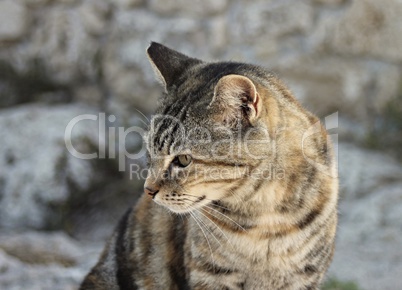 Portrait einer Hauskatze