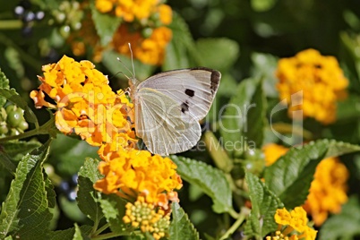 Kohlweißling auf Blume