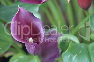 violette Blüte der Calla