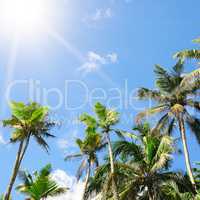 palm trees against the blue sky and sun