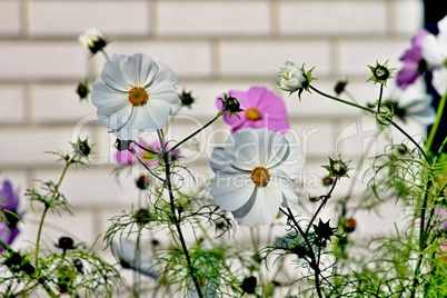 blühende cosmea in weiß und pink