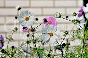 blühende cosmea in weiß und pink