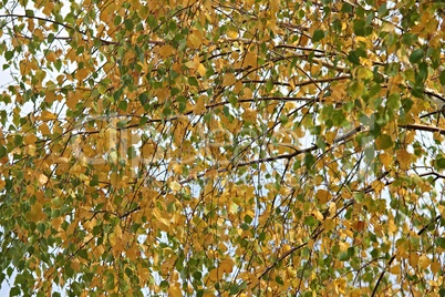 Baumkrone der Birke im Herbst