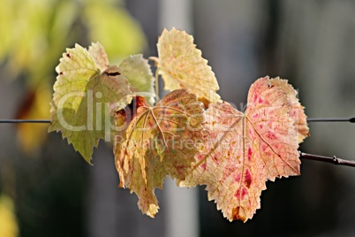 farbiges Herbstlaub