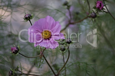 violette Blüte der Cosmea