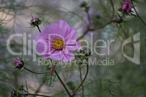 violette Blüte der Cosmea