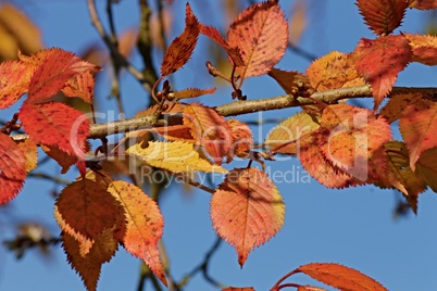 buntes Herbstlaub und blauer Himmel