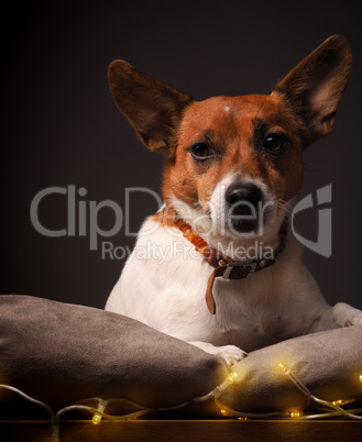 Terrier with Christmas lights