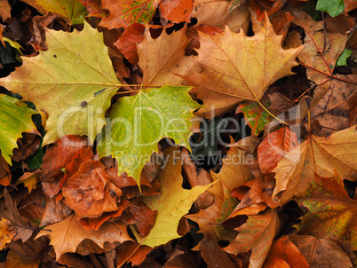 Colorful autumn leaves