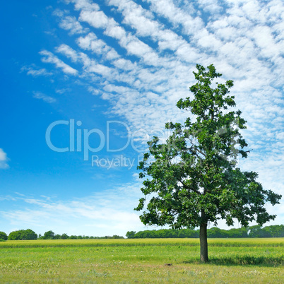 Oak tree on green meadow and sky