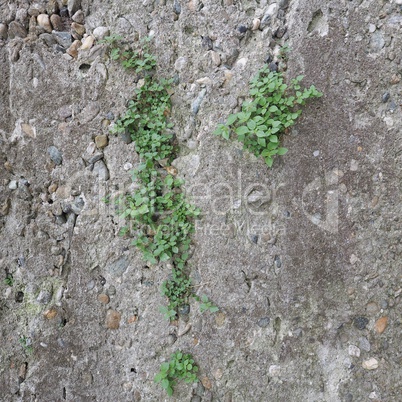 grey concrete wall texture background