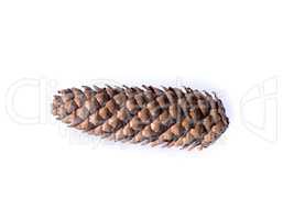 dry brown pine cone