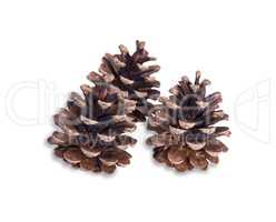 three brown dry pine cones