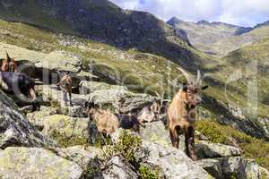 Ziegen im Spronser Tal in Südtirol, Italien, Goats in Spronser