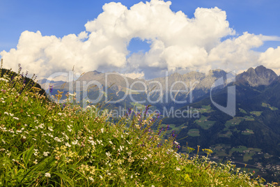 Blumenwiese in Südtirol, Italien, flower meadow in south tyrol,
