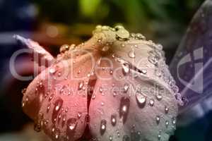 Pastel Flower Raindrops