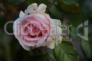 verblühende Rose