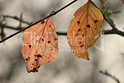 zwei braune Blätter im Herbst am Zweig