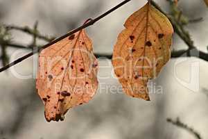 zwei braune Blätter im Herbst am Zweig