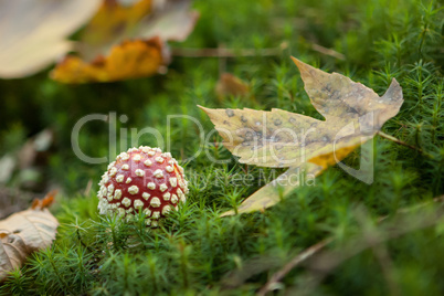 Fliegenpilz