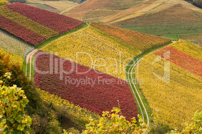 Weinberge