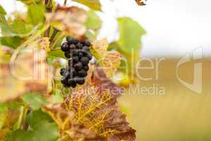 Überreife Weintrauben