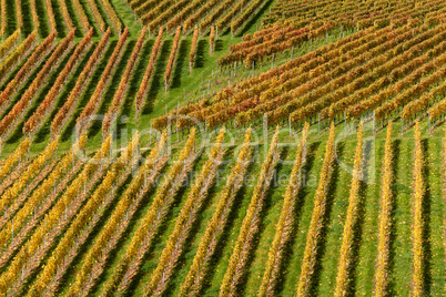 Weinreben im Herbst