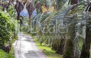 Arboretum of tropical and subtropical plants.