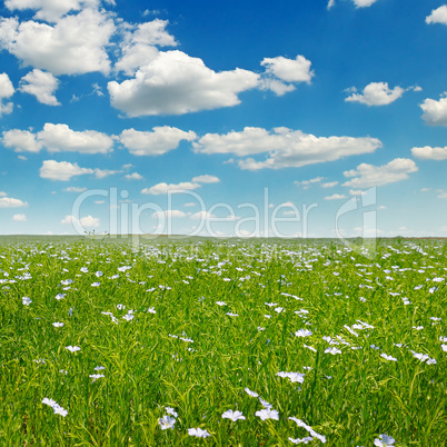 field with flowering flax and sky