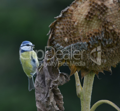 Blaumeise