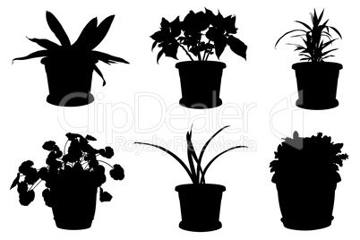 Set of different flowers in pots