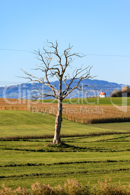 Alter Baum