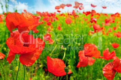 Field with scarlet poppies.