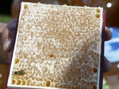 Wooden frame with honeycomb honey.