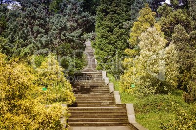 Plants in the arboretum near the stone stairs.