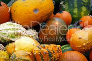 colorful pumpkins collection