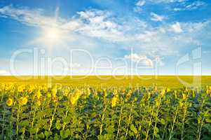 Field with sunflowers and sky