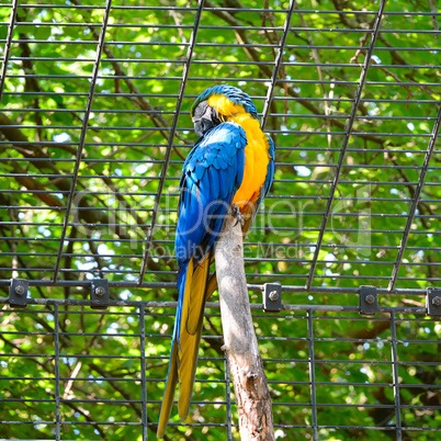 parrot ara in the zoo