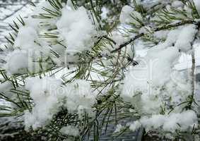 Pine branch covered with snow.