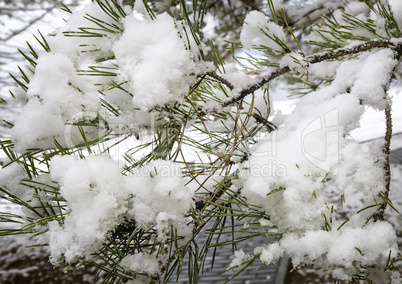 Pine branch covered with snow.
