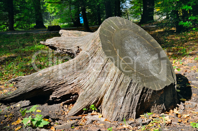 old tree stump in autumn park